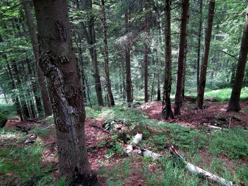 110609_HDO2011f_031.jpg