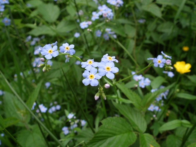 110609_HDO2011f_045.jpg