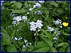 110609_HDO2011f_045.jpg