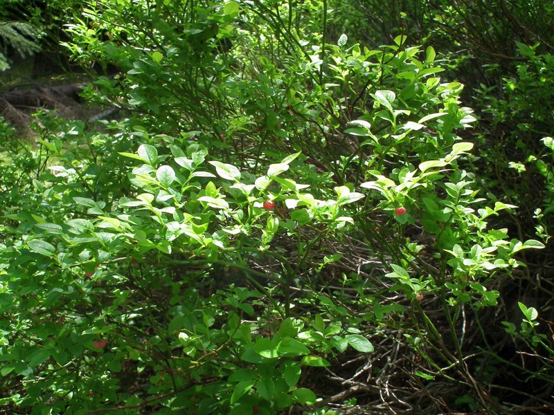 120608b_foto_012.jpg