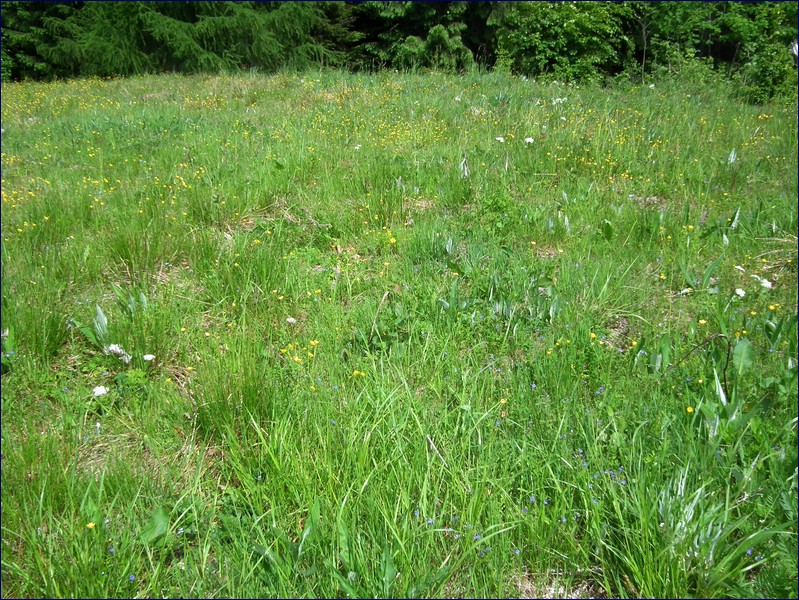 2017-06-03_foto042.jpg