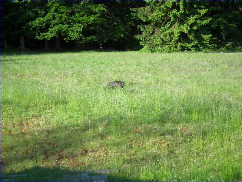 2017-06-03_foto105.jpg