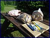 2017-06-03_foto085.jpg