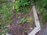 2018-06-03_DSCF1021.jpg