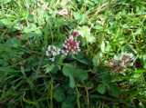 2018-06-03_DSCF1034.jpg