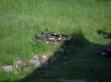 2018-06-03_DSCF1048.jpg