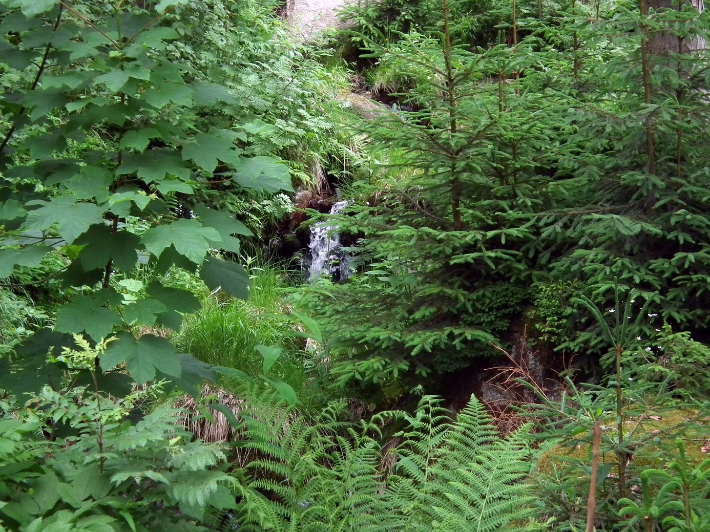 2018-06-03_DSCF1019.jpg