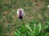 2018-06-05_DSCF1011.jpg