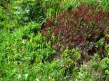 2018-06-05_DSCF1020.jpg