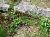 2018-06-05_DSCF1025.jpg