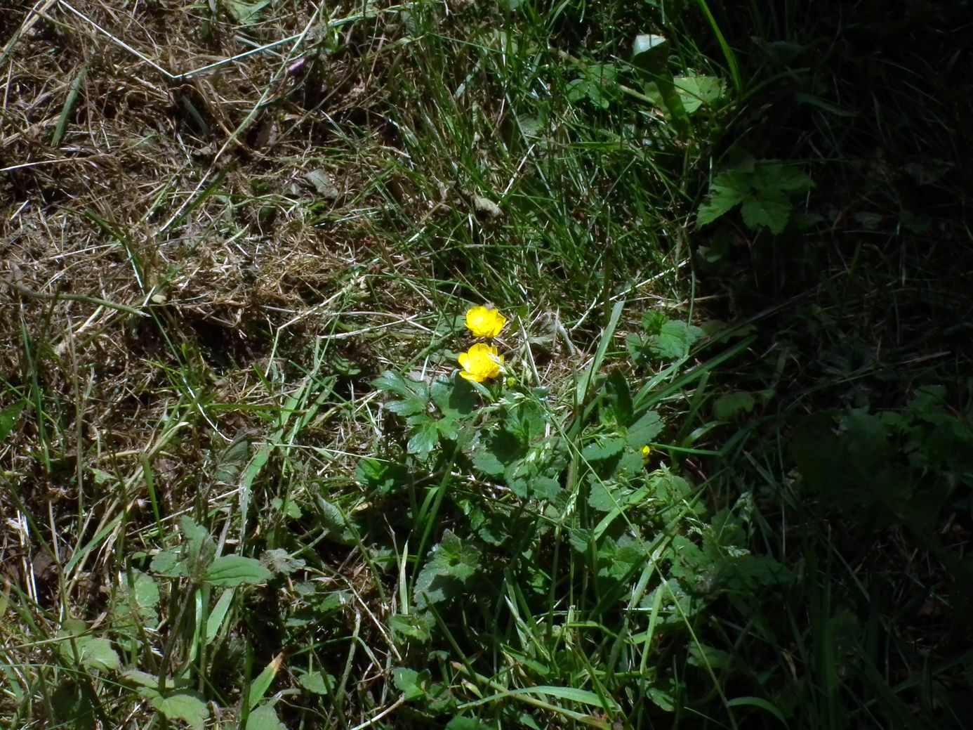2018-06-05_DSCF1014.jpg