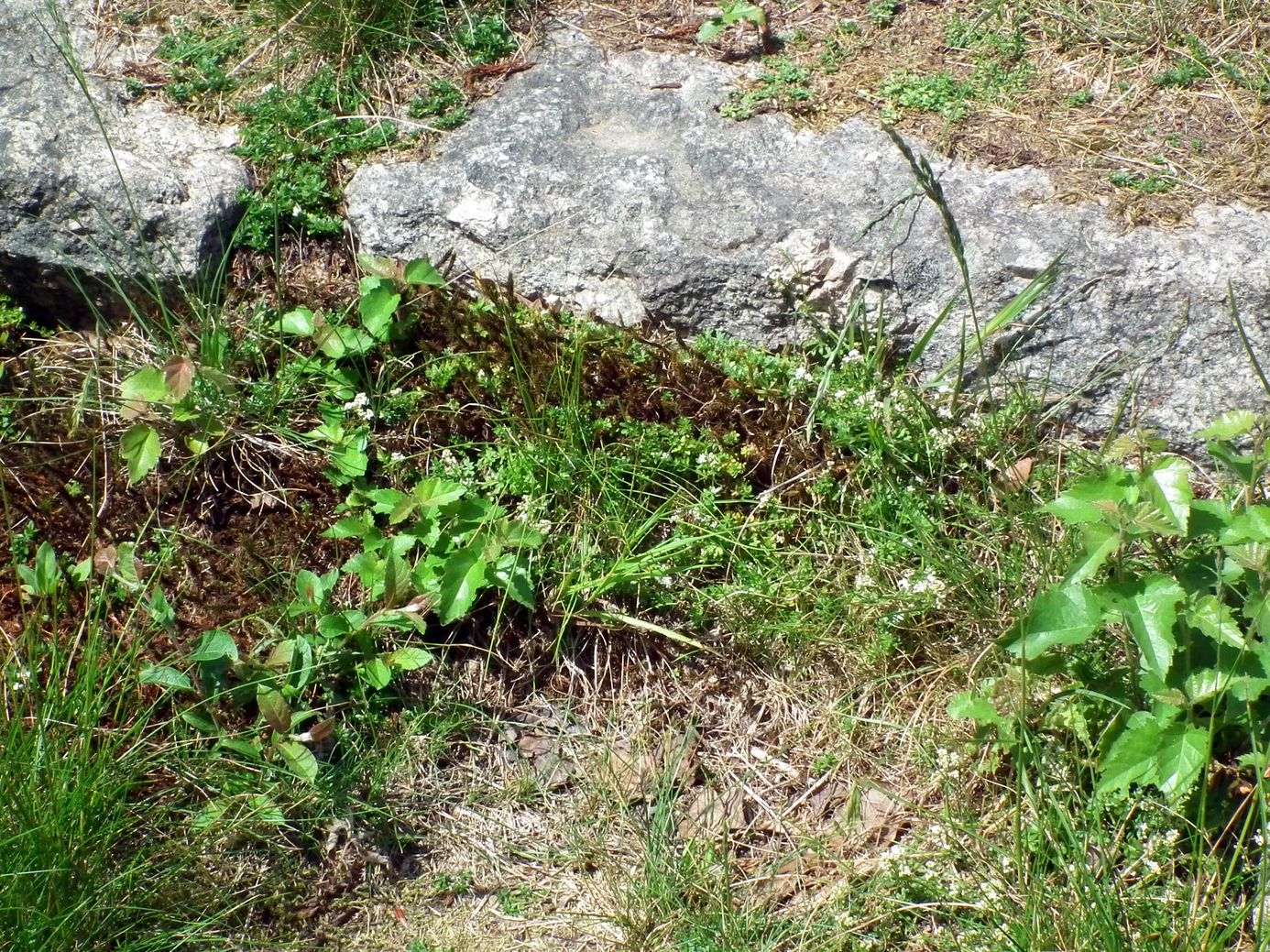 2018-06-05_DSCF1025.jpg