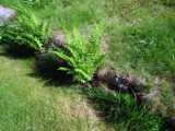 2019-06-06_DSCF1023.jpg