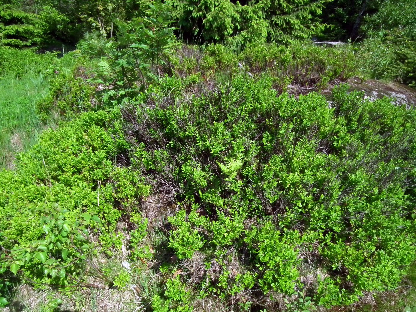 2019-06-06_DSCF1028.jpg