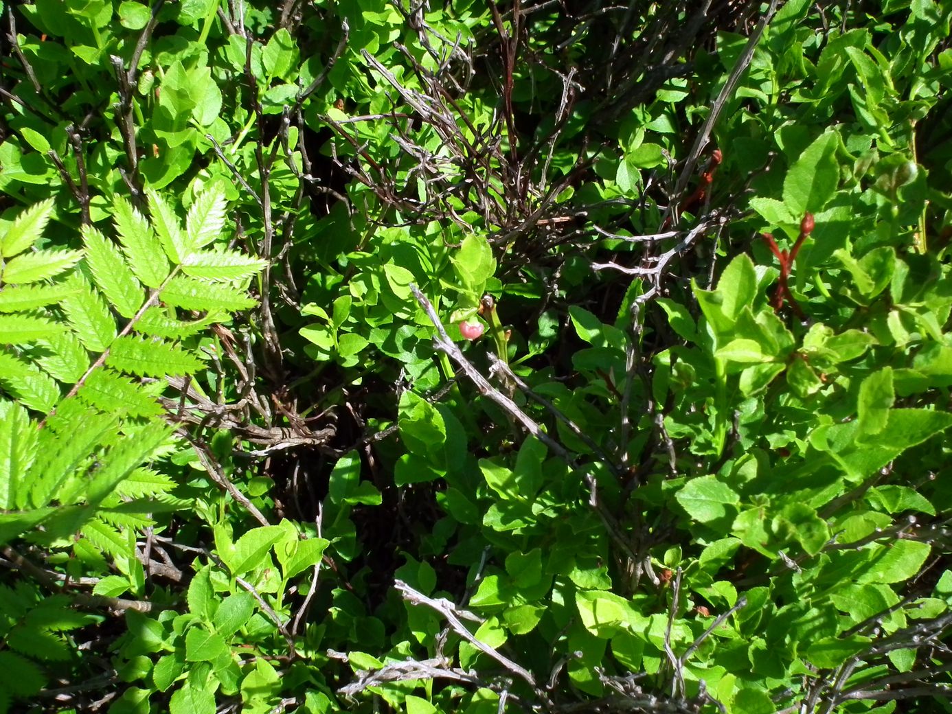2019-06-06_DSCF1027.jpg